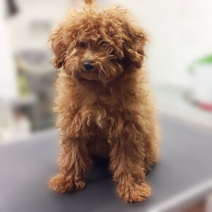 よろしくトイプー