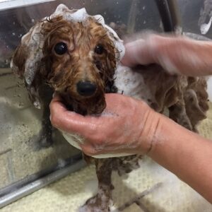 シャンプートイプー