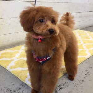 仕上がりトイプー