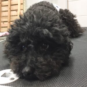 よろしくトイプー