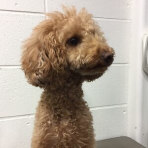 よろしくトイプー