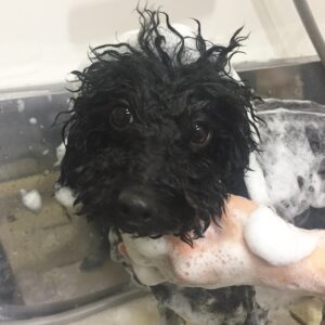 シャンプートイプー