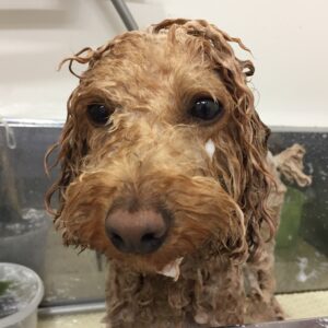 シャンプートイプー