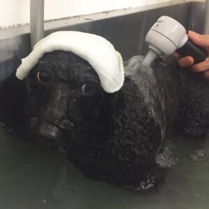 お風呂トイプー