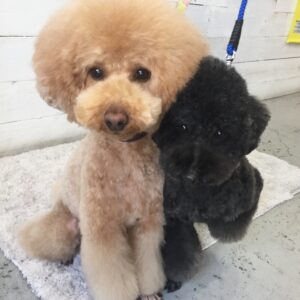 仕上がりトイプー