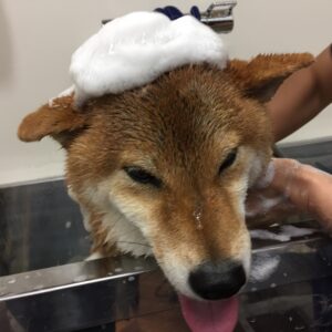 シャンプーしば