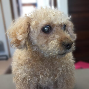 よろしくトイプー