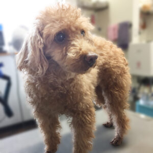 よろしくトイプー