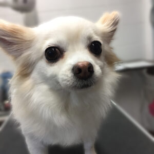 よろしくチワワ