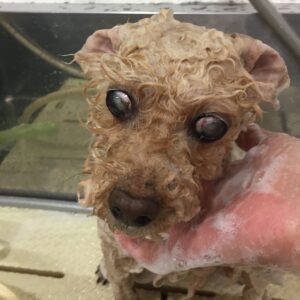 シャンプートイプー