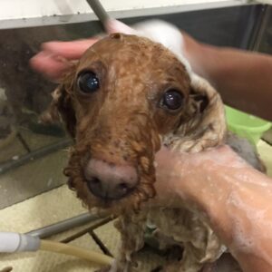 シャンプートイプー