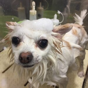 シャンプーチワワ