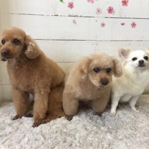仕上がりトイプー&チワワ