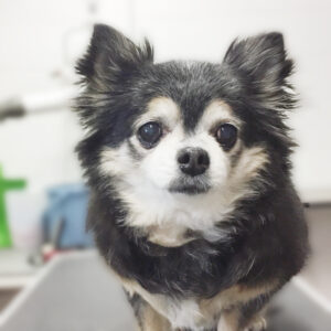 よろしくチワワ