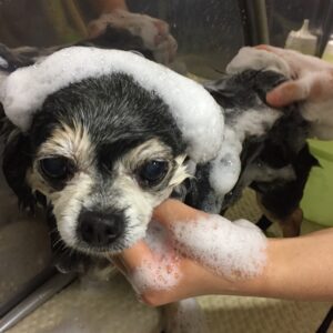 シャンプーチワワ