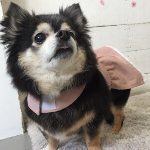 仕上がりチワワ