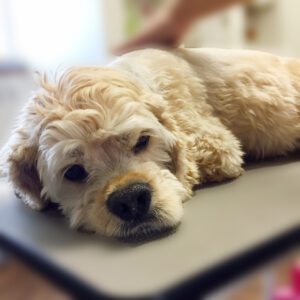 よろしくAコッカー