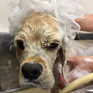 シャンプーAコッカー