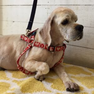 仕上がりAコッカー