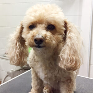 よろしくトイプー