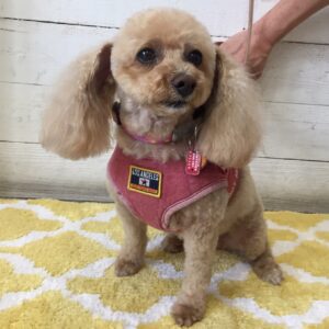 仕上がりトイプー