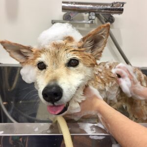 シャンプーミックス