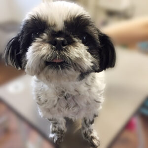 よろしくシーズー