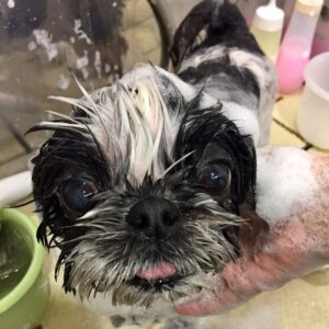 シャンプーシーズー