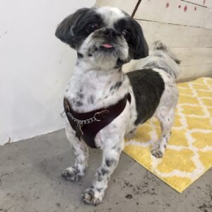 仕上がりシーズー