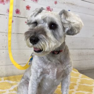 仕上がりMシュナ