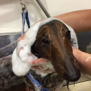 シャンプーダックス