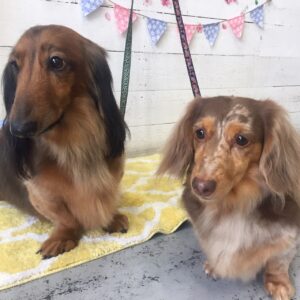 仕上がりダックス