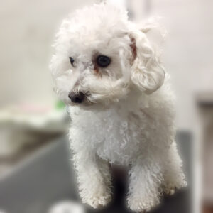 よろしくトイプー