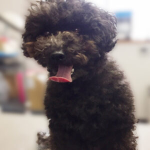 よろしくトイプー