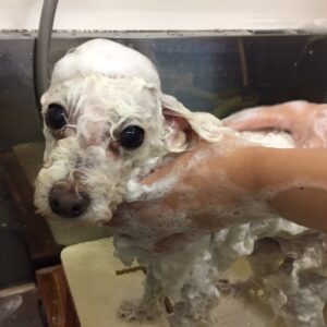 シャンプートイプー