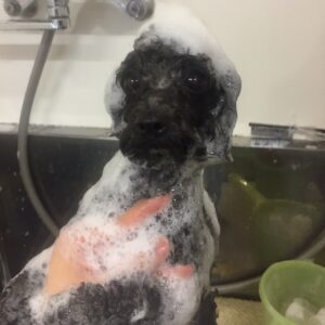 シャンプートイプー