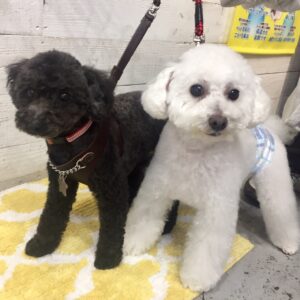 仕上がりトイプー