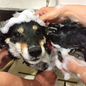 シャンプー豆柴