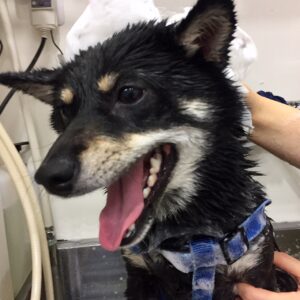 シャンプーしば