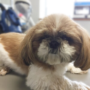 よろしくシーズー