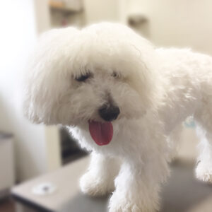 よろしくビション