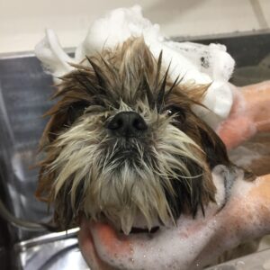 シャンプーシーズー