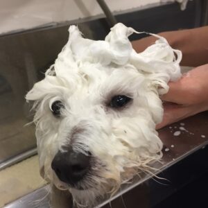 シャンプービション