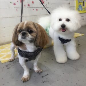 仕上がりシーズー&ビション