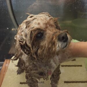 シャンプートイプー