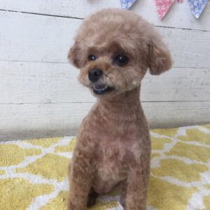仕上がりトイプー