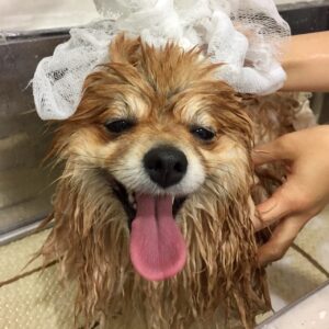 シャンプーポメ
