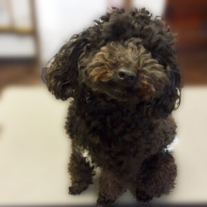 よろしくトイプー