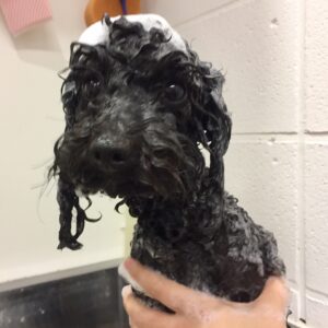 シャンプートイプー