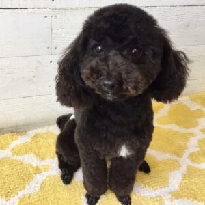 仕上がりトイプー